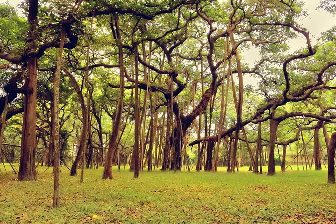 ​ಈ ಸಸ್ಯ ಪಿತೃಗಳ ಆತ್ಮಕ್ಕೆ ಶಾಂತಿ ನೀಡುತ್ತದೆ