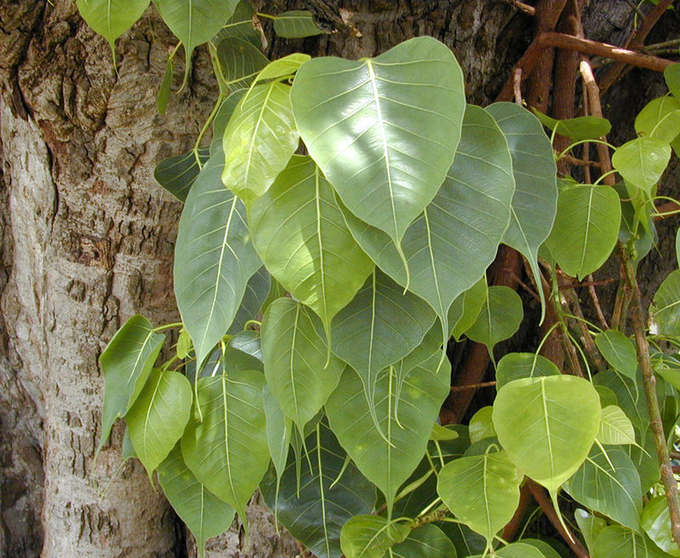 ಈ ಸಸ್ಯ ವಿಶೇಷ ಲಾಭವನ್ನು ನೀಡುವುದು