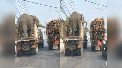 रेड सिग्नल पर रुका था गन्ने से भरा ट्रक, हाथियों ने मौके का फायदा उठाकर चुरा लिए