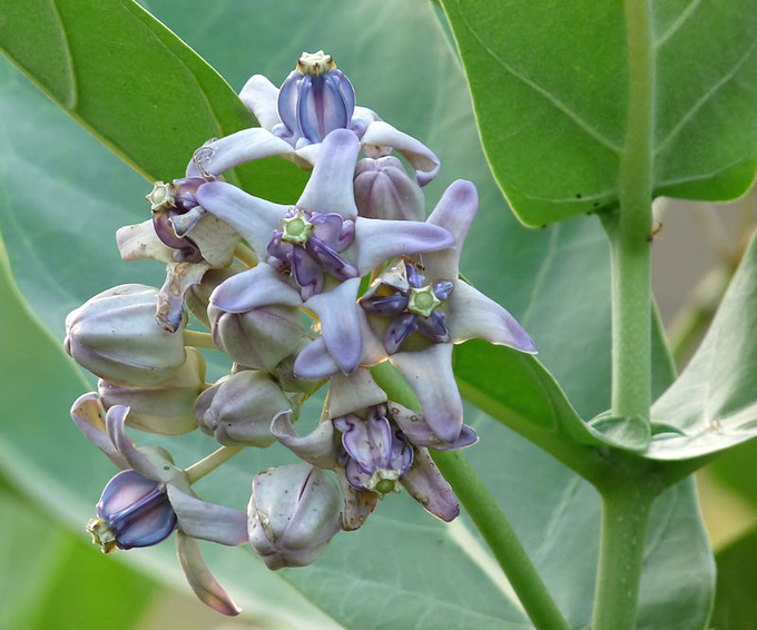 ​ಎಕ್ಕದ ಹೂವು