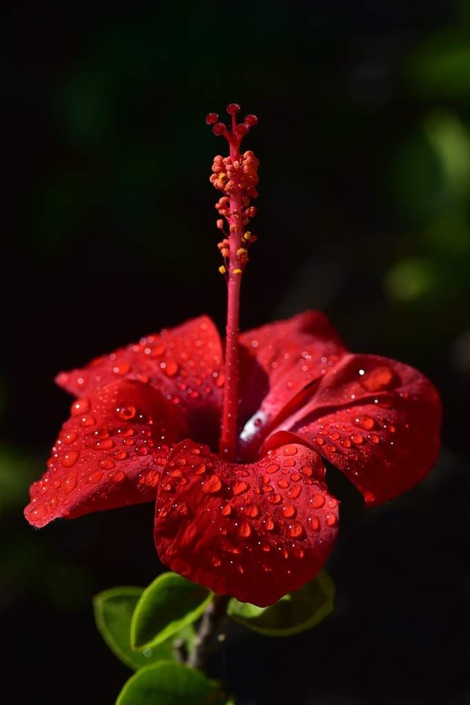 ​ಕೆಂಪು ದಾಸವಾಳ