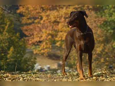 Brave Dog: ಶಸ್ತ್ರಸಜ್ಜಿತ ದರೋಡೆಕೋರರೊಂದಿಗೆ ಹೋರಾಡಿ ಮಾಲಿಕರ ಜೀವ ಉಳಿಸಿದ ಮುದ್ದು ಶ್ವಾನ