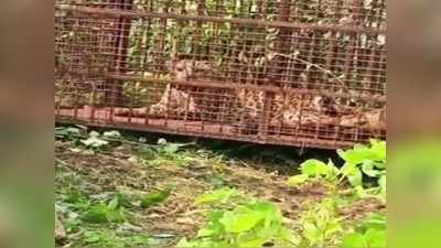 MP: पिंजरे में कैद हुआ तेंदुआ, 15 दिन से इलाके में कर रहा था शिकार