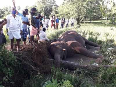 പുതുശ്ശേരി വേനോലിയിൽ കാട്ടാന ഷോക്കേറ്റ് ചരിഞ്ഞ നിലയിൽ