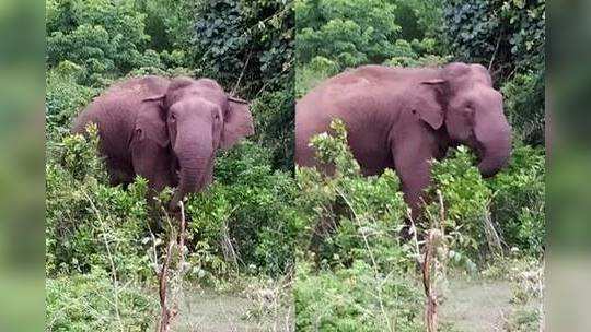 makna elephant: மக்னா யானைகள் திருநங்கைகளா? உண்மை என்ன?