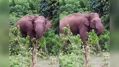 makna elephant: மக்னா யானைகள் திருநங்கைகளா? உண்மை என்ன?