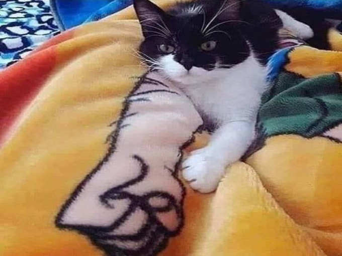 बिल्ली का हाथ देखिए 
