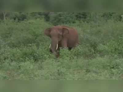 உடல் முழுவதும் காயங்களுடன் சுற்றித்திரியும் யானைக்கு தீவிர சிகிச்சை!!