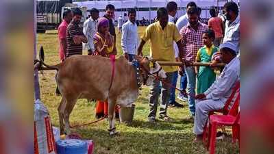 గోమూత్రంతో శానిటైజ‌ర్‌, రూమ్ క్లీనర్.. ఇవి సూపర్, త్వరలో మార్కెట్లోకి!