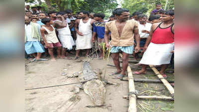 UP News: गांव में घुसा मगरमच्छ, ग्रामीणों ने बंधक बनाया, फिर वन विभाग से मांगी 50 हजार की फिरौती
