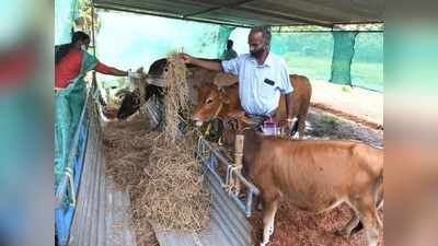 എട്ടംഗ കുടുംബം കൊവിഡ് ചികിത്സയില്‍; അനാഥമായ പശുക്കള്‍ക്ക് സര്‍ക്കാര്‍ സംരക്ഷണം