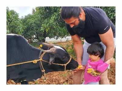 ಫಾರ್ಮ್‌ಹೌಸ್‌ನಲ್ಲಿ ಮುದ್ದಿನ ಕರುವಿಗೆ ಬಾಳೆ ಹಣ್ಣು ತಿನ್ನಿಸಿದ ಯಶ್ ಮಗಳು ಆಯ್ರಾ