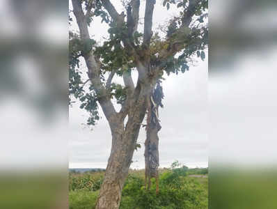 ಕುರಿಗೆ ಕಾಯಿಲೆ ಟಗರಿಗೆ ಶಿಕ್ಷೆ!