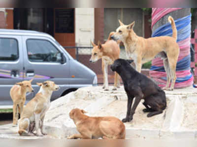 ಬೀದಿ ನಾಯಿಗಳ ಕಾಟ ಜೋರು