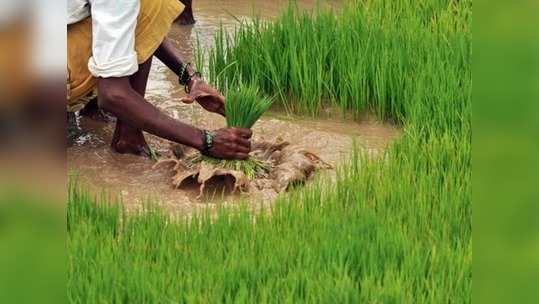 விவசாயிகள் செய்த நல்ல காரியம்.. பயிர் விதைப்பு அதிகரிப்பு!