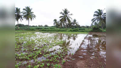 ಜಮೀನು ಜವಳು ರೈತರ ಗೋಳು