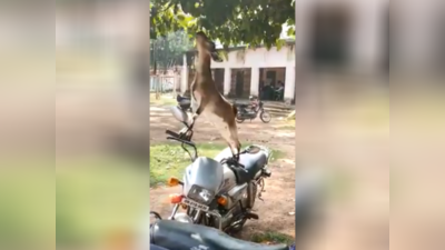 பசித் தீர்க்க ஆடு செய்து ஆச்சரியமான காரியம், ட்விட்டர் வைரல் வீடியோ!