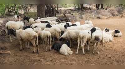 ಕಲುಷಿತ ನೀರು ಕುಡಿದು 23 ಕುರಿಗಳು ಸಾವು, ಕೈಗಾರಿಕೆಗಳ ವಿರುದ್ಧ ರೈತರ ಆಕ್ರೋಶ!