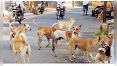 ಚಾಮರಾಜನಗರದಲ್ಲಿ ಬೀದಿನಾಯಿ, ಬಿಡಾಡಿ ಕುದುರೆಗಳ ಹಾವಳಿ