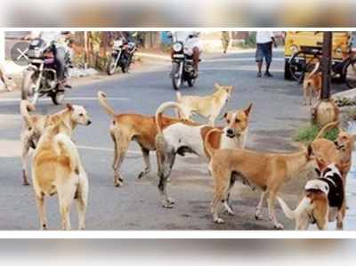 ಚಾಮರಾಜನಗರದಲ್ಲಿ ಬೀದಿನಾಯಿ, ಬಿಡಾಡಿ ಕುದುರೆಗಳ ಹಾವಳಿ