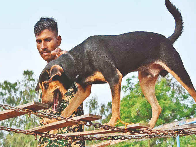 ​​ನಾಯಿಗಳಿಗೆ 24 ವಾರಗಳವರೆಗೆ ತರಬೇತಿ ನೀಡಲಾಗುತ್ತದೆ