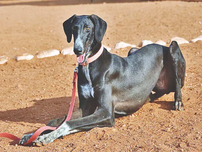 ​ಪ್ರಮಾಣಿತ ತರಬೇತಿ