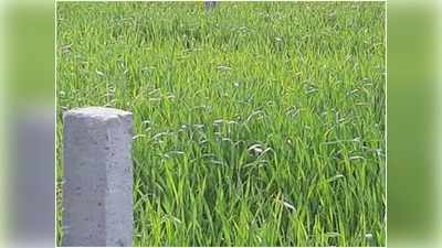 Lucknow News: सरकारी जमीन पर कब्जा कर रोका PGI प्रफेसर के खेत का रास्ता
