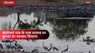 Siberian crane in Rajasthan: विदेशी मेहमानों का इंतजार खत्म, जैसलमेर पहुंचा कुरजां का कुनबा