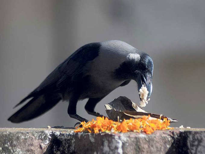 ​प्रत्येक जीवाचा आदर करावा