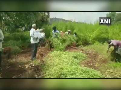 ಚಿತ್ರದುರ್ಗ: 4 ಎಕರೆ ಭೂಮಿಯಲ್ಲಿ ಗಾಂಜಾ ಬೆಳೆದಿದ್ದ ಖದೀಮರು, 4 ಕೋಟಿ ಮೌಲ್ಯದ ಗಿಡ ಪೊಲೀಸ್‌ ವಶಕ್ಕೆ!