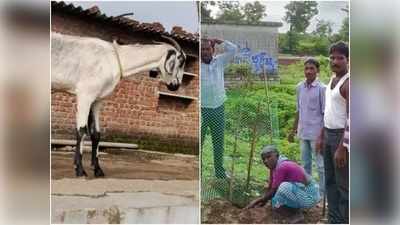 హరితహారం మొక్కలు తిన్న మేకలు.. ఊరిపెద్దల జరిమాానా