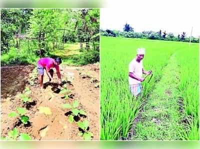 విశాఖ: కరోనా ఎఫెక్ట్.. వ్యవసాయం చేసుకుంటున్న టీచర్లు