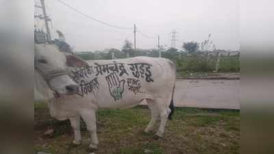 MP: वोट के लिए गाय पर कांग्रेस उम्मीदवार का नाम, भड़की बीजेपी