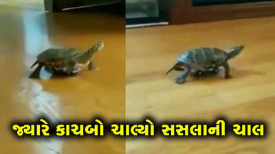 જ્યારે કાચબો ચાલ્યો સસલાની ચાલ 