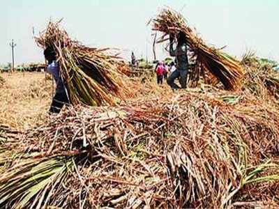 ठाण्याहून चंद्रपूरला चारा