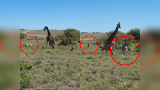 Giraffe Viral Video சிங்கங்களிடம் இருந்து குட்டியைக் காக்க வீரமுடன் போராடிய தாய் ஒட்டகச்சிவிங்கி