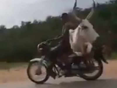 वीडियोः बाइक पर गाय को बैठाकर किया सफर, लोग बोले- भाई को मालगाड़ी का लाइसेंस दो