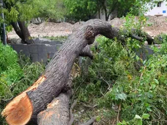 ​ఈ చెట్లు ఉండకూడదు..