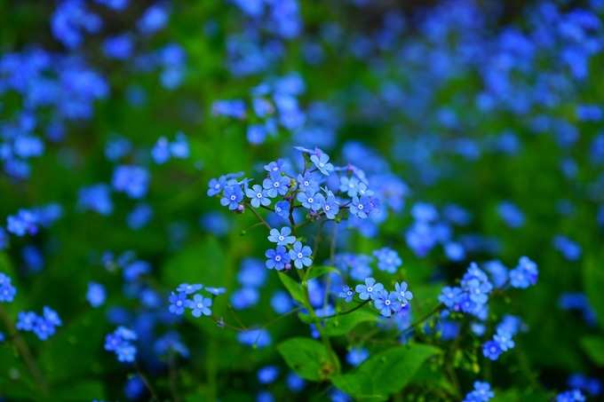 Blue Color Flower