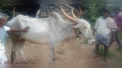 ಜಾನುವಾರುಗಳಿಗೆ ಲಿಂಪಿಸ್ಕಿನ್‌ ರೋಗ ಕಾಟ