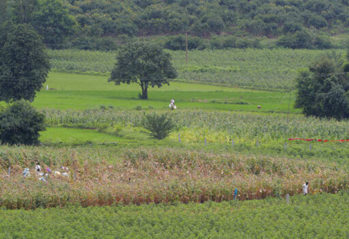 ಕೋವಿಡ್ ಸಮಯದ ಬೆಳೆಗಳ ಪ್ರಮಾಣ!