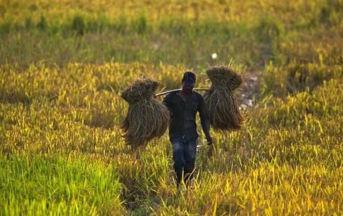 ઓપન માર્કેટથી નાના ખેડૂતોને લાભ