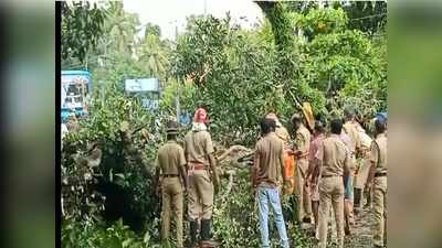 കല്ലമ്പലത്ത് വന്‍മരം നിലംപൊത്തി; തിരുവനന്തപുരം-കൊല്ലം റോഡില്‍ ഗതാഗതം സ്തംഭിച്ചു