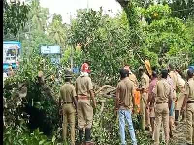 കല്ലമ്പലത്ത് വന്‍മരം നിലംപൊത്തി; തിരുവനന്തപുരം-കൊല്ലം റോഡില്‍ ഗതാഗതം സ്തംഭിച്ചു