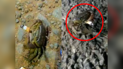 Smoking Crab Video ஸ்டைலா, கெத்தா புகைப்பிடிக்கும் நண்டு வைரல் வீடியோ!