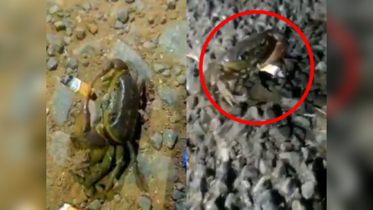 Smoking Crab Video ஸ்டைலா, கெத்தா புகைப்பிடிக்கும் நண்டு வைரல் வீடியோ!