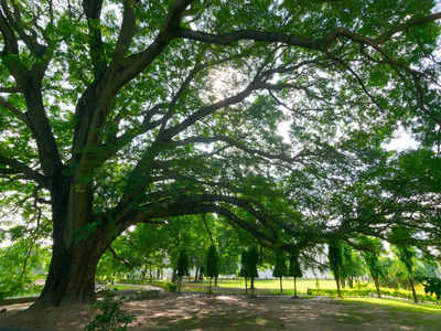 ബംഗാളിലെ കാടുകള്‍ വീണ്ടും തുറക്കുന്നു