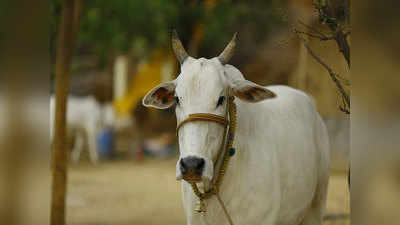 Bareilly News: गौतस्करों से बचाकर घर में ही गायों का पालन-पोषण करते हैं सब इंस्पेक्टर राजेंद्र सक्सेना