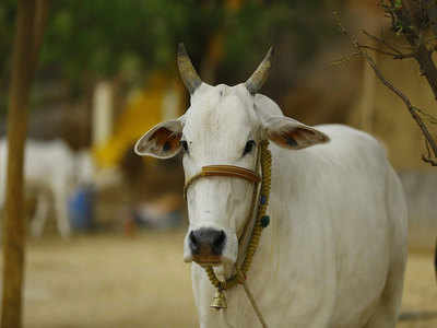 Bareilly News: गौतस्करों से बचाकर घर में ही गायों का पालन-पोषण करते हैं सब इंस्पेक्टर राजेंद्र सक्सेना