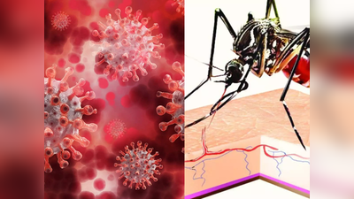 कोरोना वायरस के खिलाफ रक्षा कवच बन रहा डेंगू, एशिया और लैटिन अमेर‍िका में हुए शोध में खुलासा